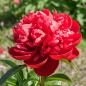 Preview: Vollsortiment - Pfingstrose rot - 1 Blüte